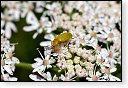 Cteniopus sulphureus zwavelgele bloemenkever insect insecten kever kevers tor torren spin spinnen wesp wespen bij bijen sprinkhaan sprinkhanen vlieg vliegen mug muggen